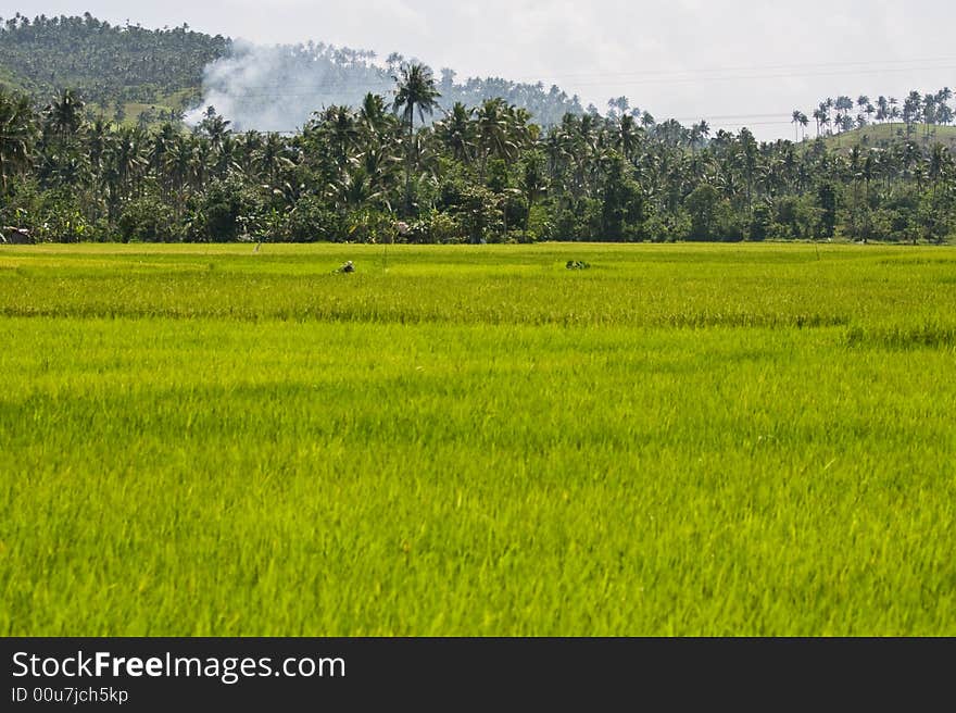 Bright green rice fields ready for harvesting