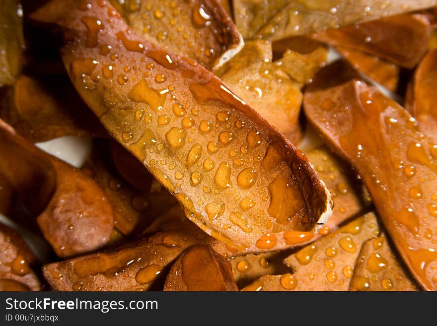 Sycamore Seeds With Water Drops