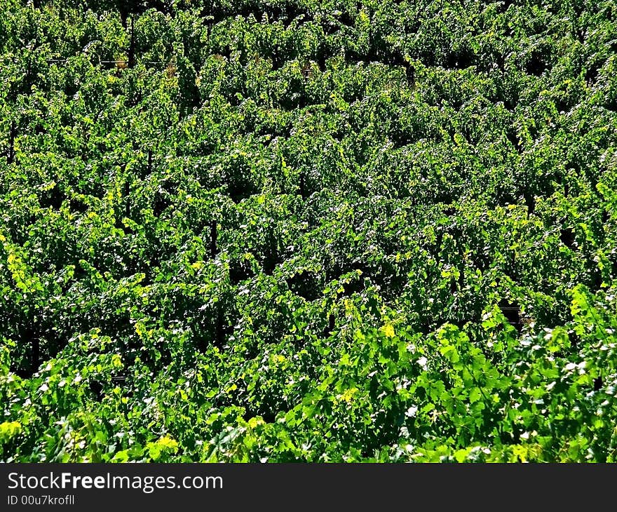 Grape Vines