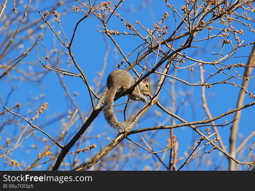 Hungry Squirrel