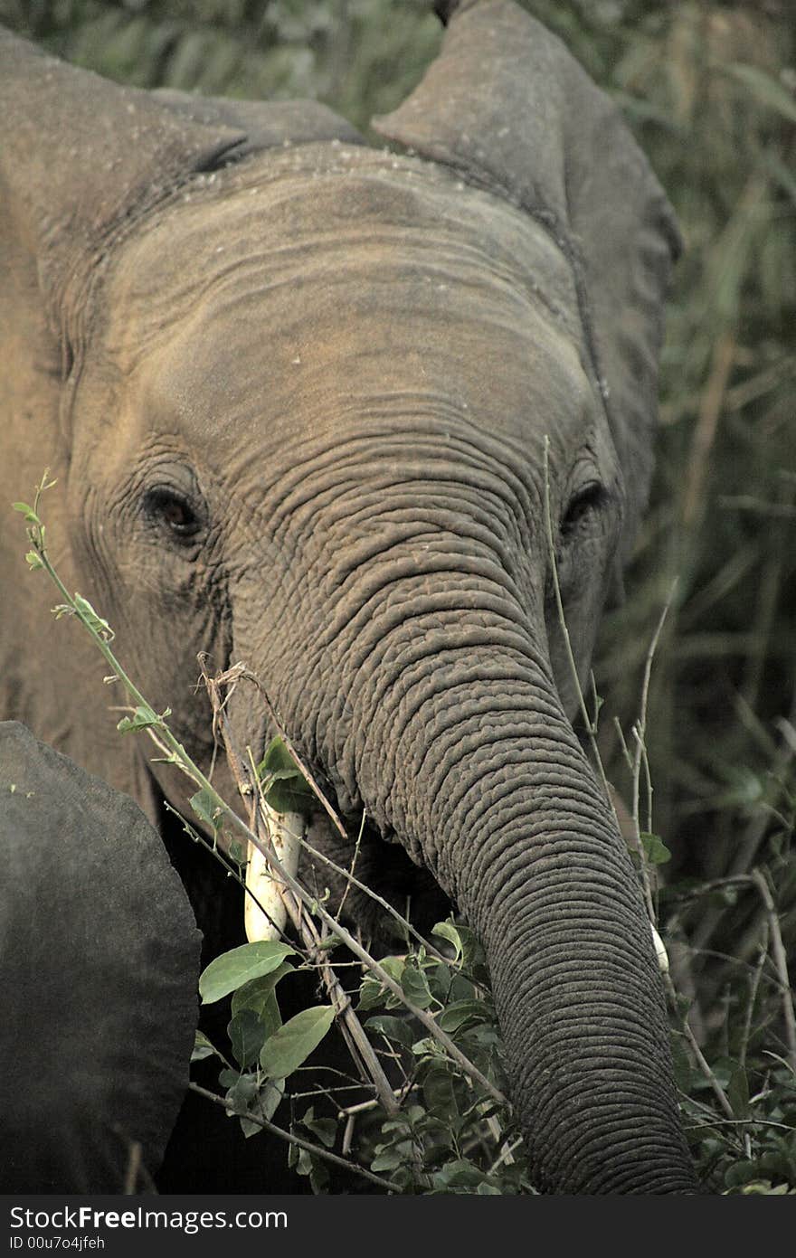 Elephant in the Kruger National Park, South Africa