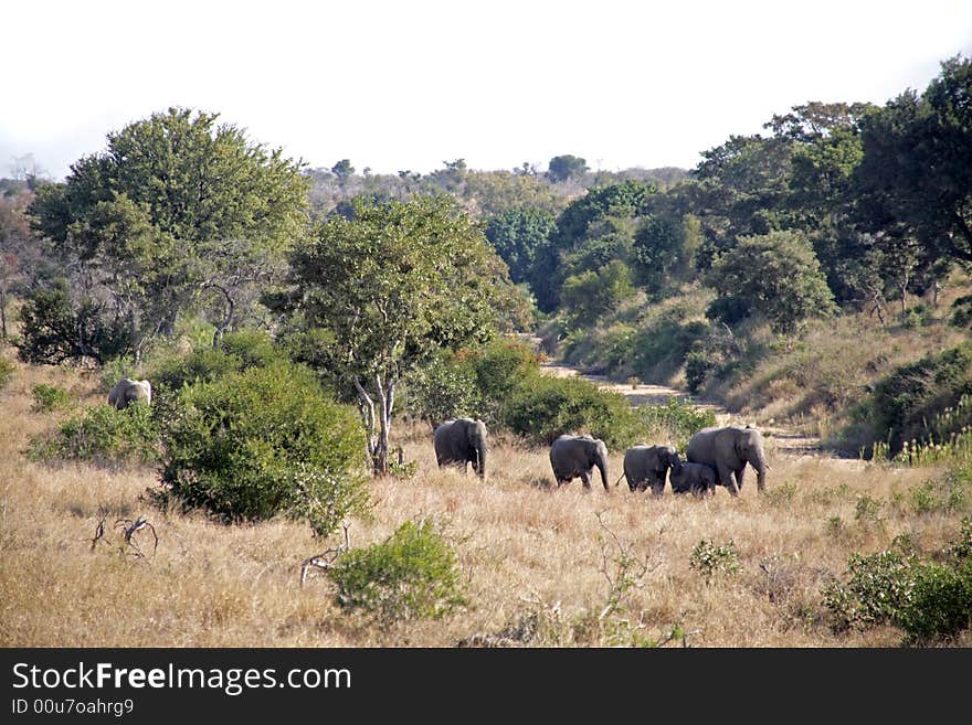 Elephants In The Kruger