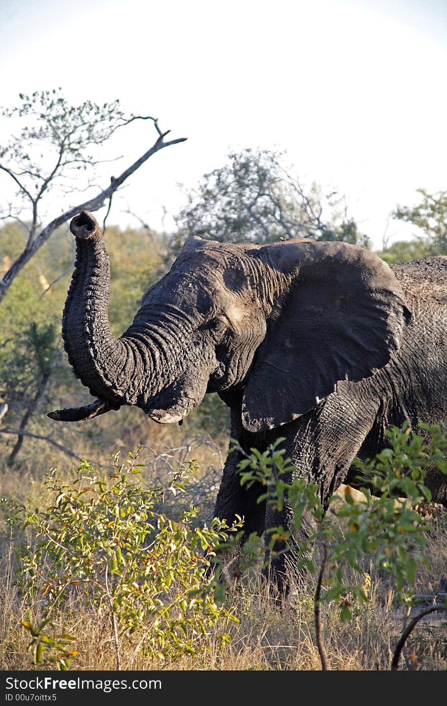 Elephant in the Sabie Sands Private Game Reserve National Park, South Africa. Elephant in the Sabie Sands Private Game Reserve National Park, South Africa