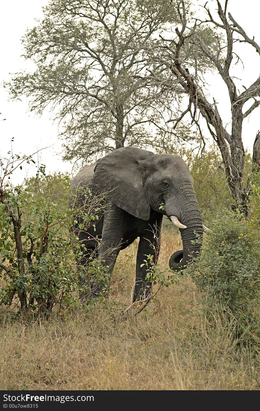 Elephant in the Sabie Sands Private Game Reserve National Park, South Africa. Elephant in the Sabie Sands Private Game Reserve National Park, South Africa