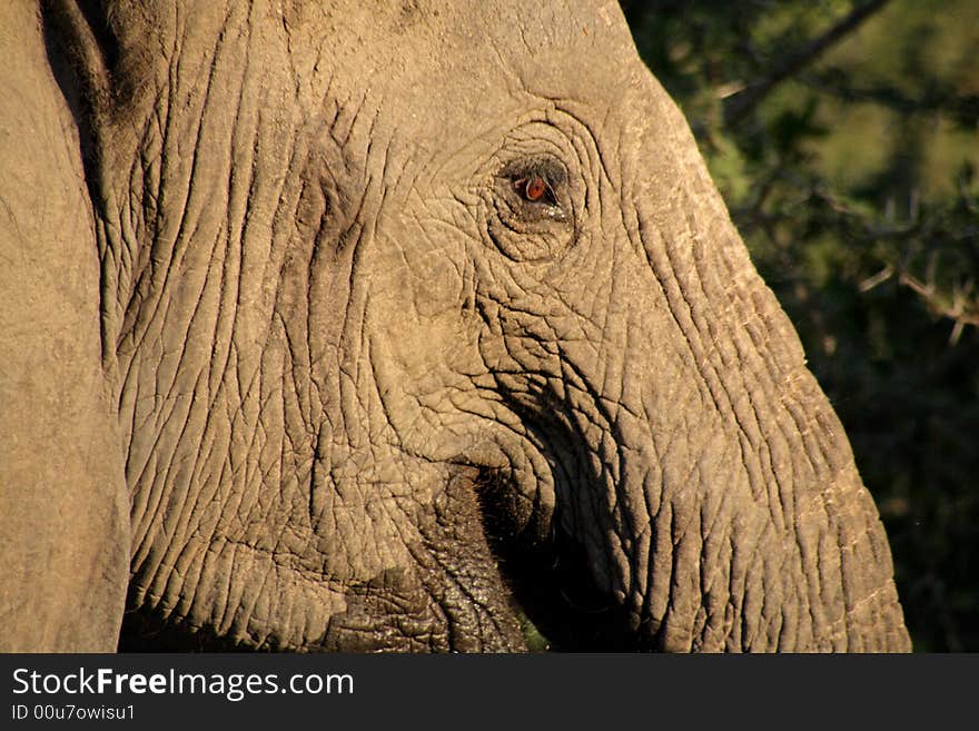 Elephant in the Sabie Sands Private Game Reserve National Park, South Africa. Elephant in the Sabie Sands Private Game Reserve National Park, South Africa