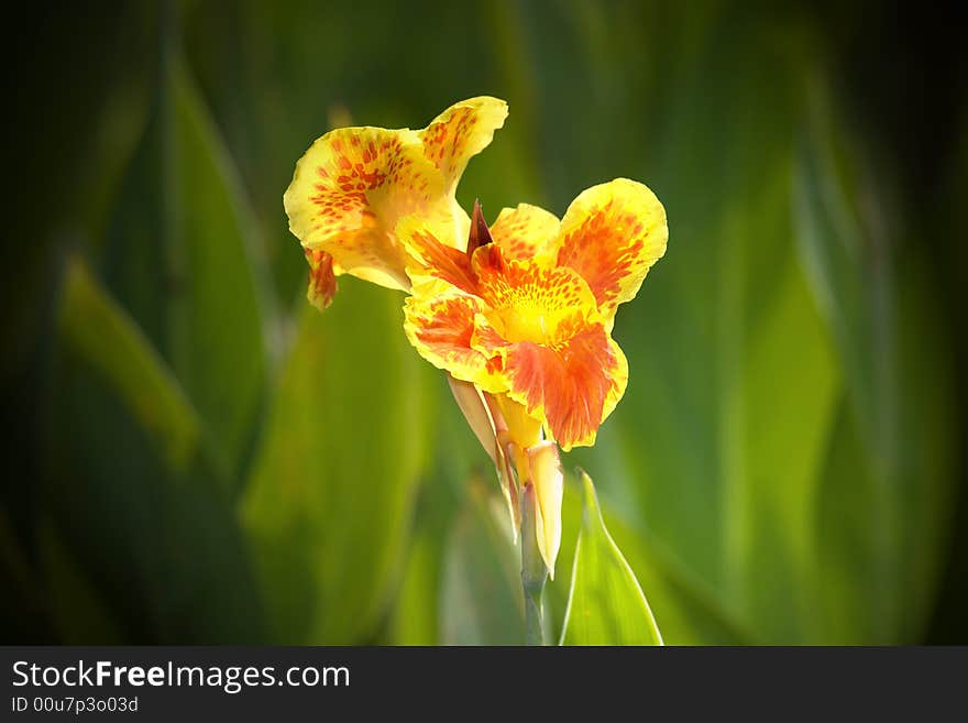 Colourful flower bokeh