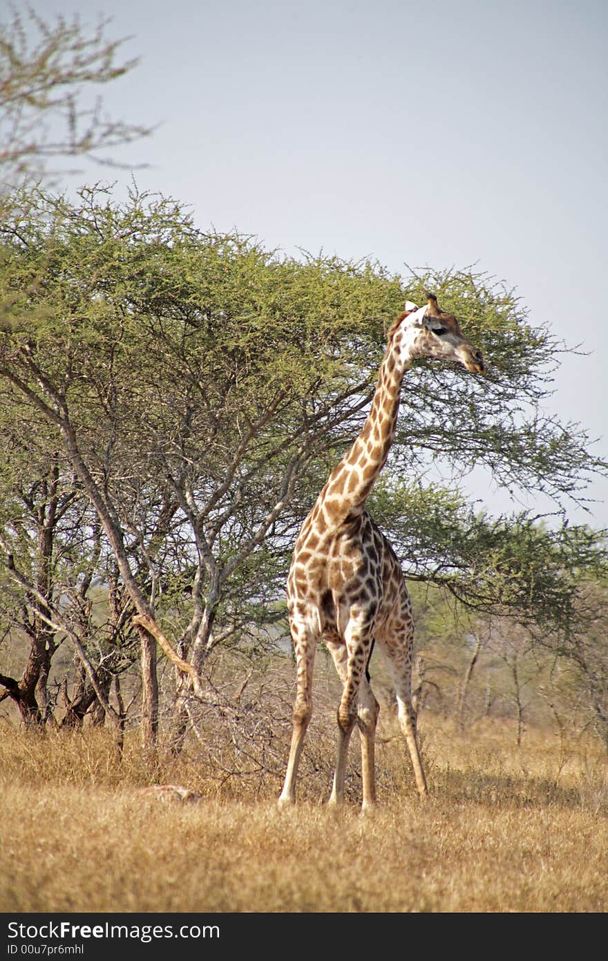 Giraffe in the Kruger National park, South Africa