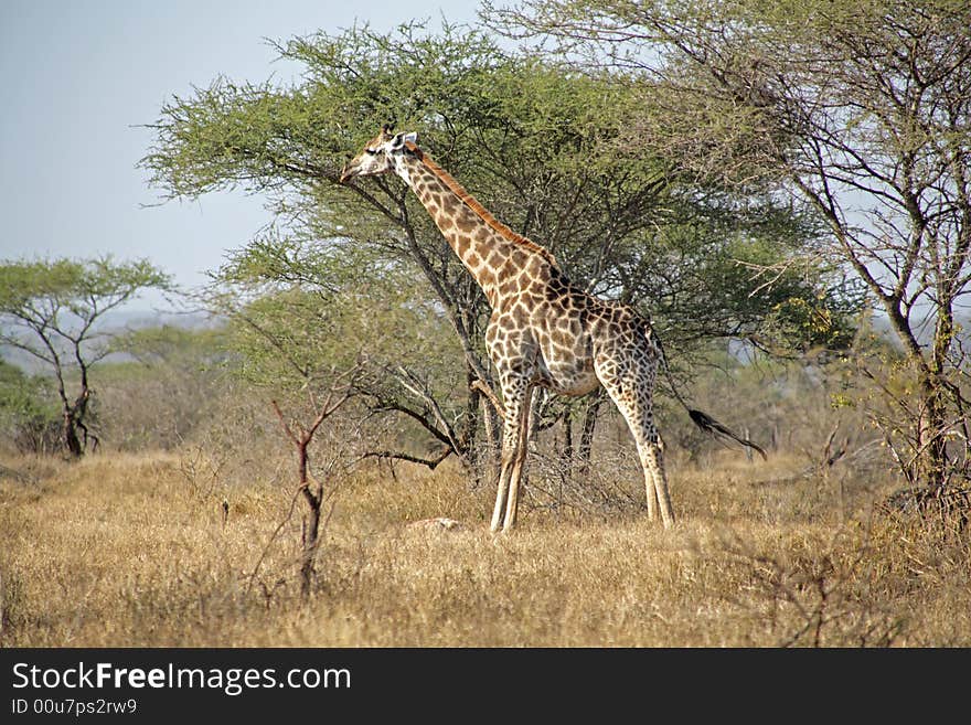 Giraffe In The Kruger