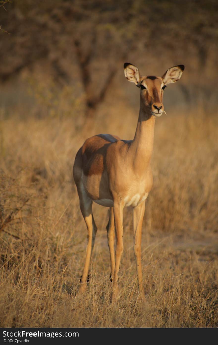 Impala in the Kruger National Park, South Africa