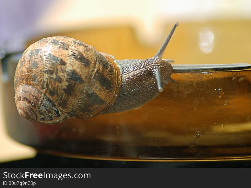 Snail creep to glass  stand be  table