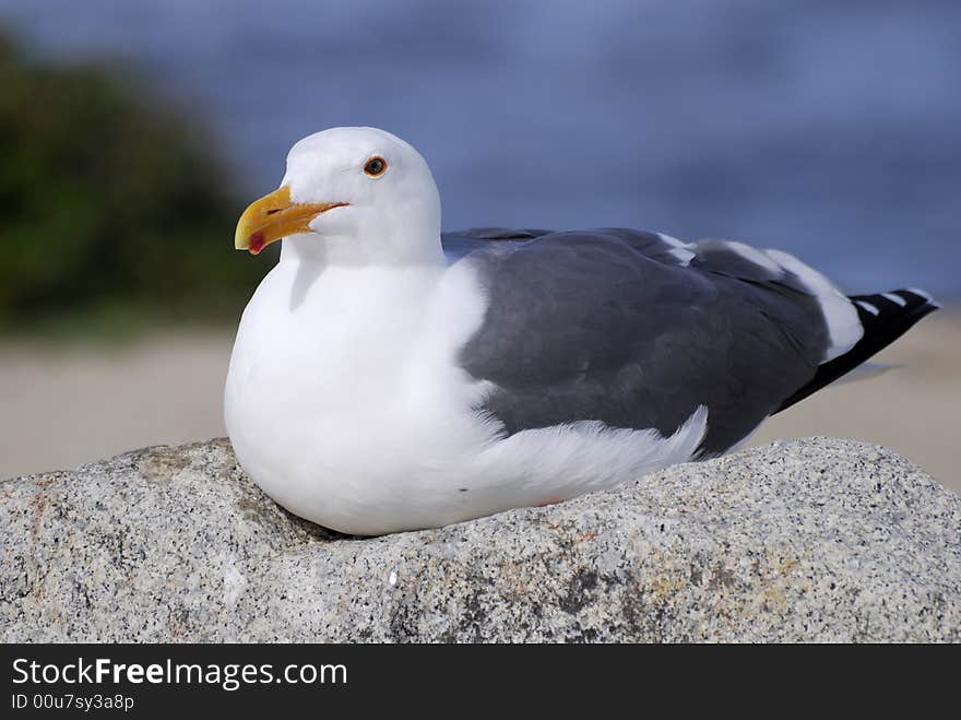 Seagulls