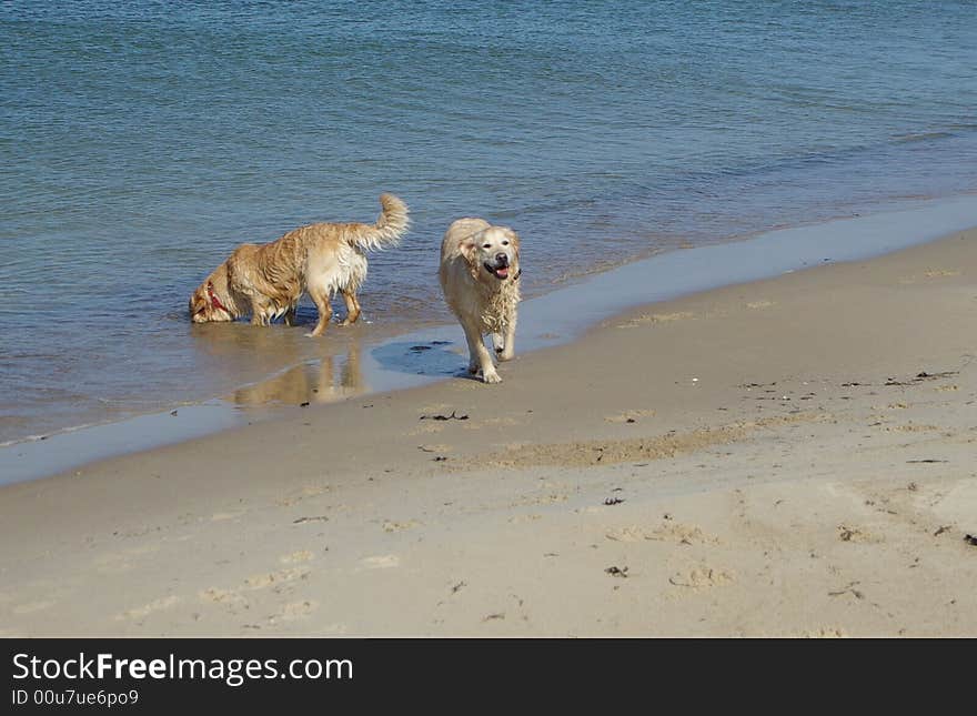 Playful dogs at the beach