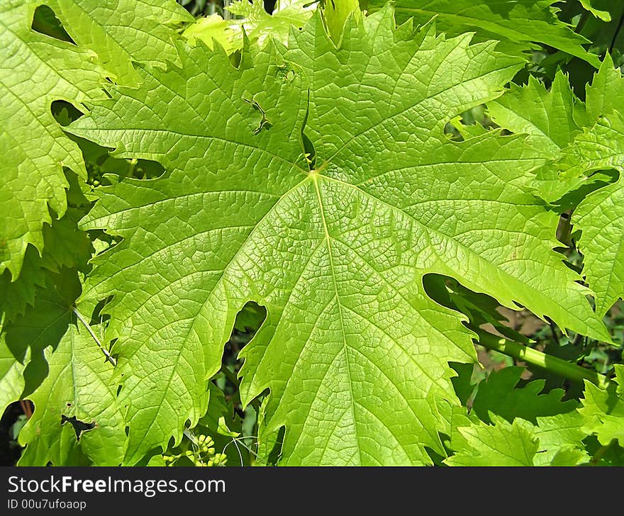 Leaf of grapes on the sun.