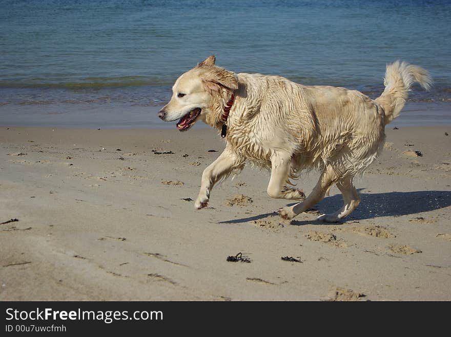 Playful dog at the beach