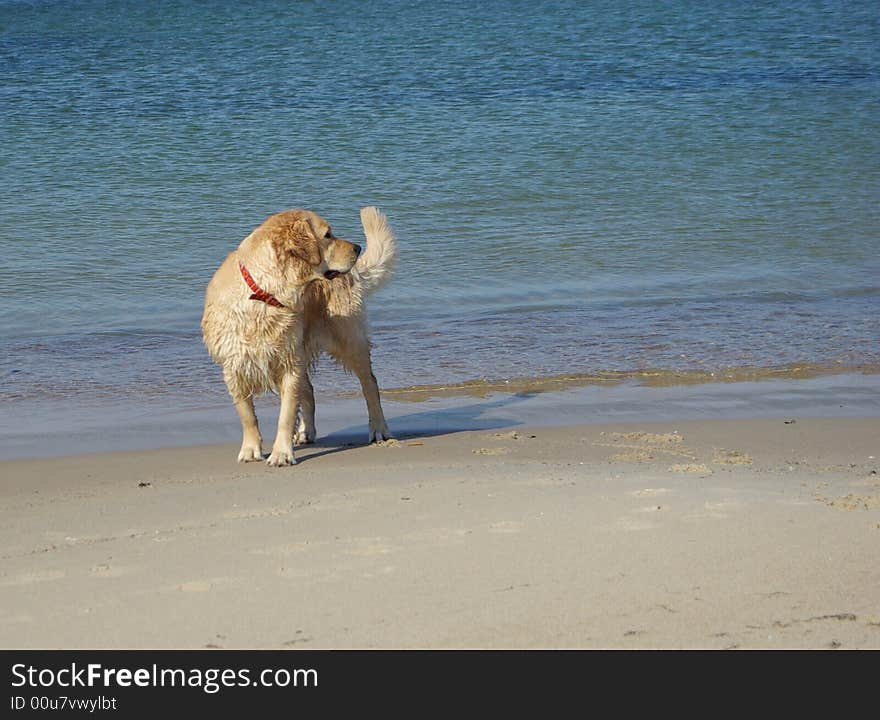 Retriever looking back at the beach. Retriever looking back at the beach