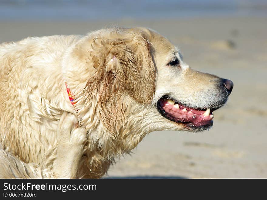 Joyful dog at the beach