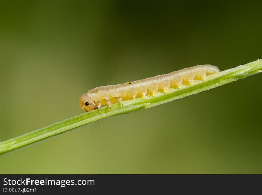 Small caterpillar on the stalk