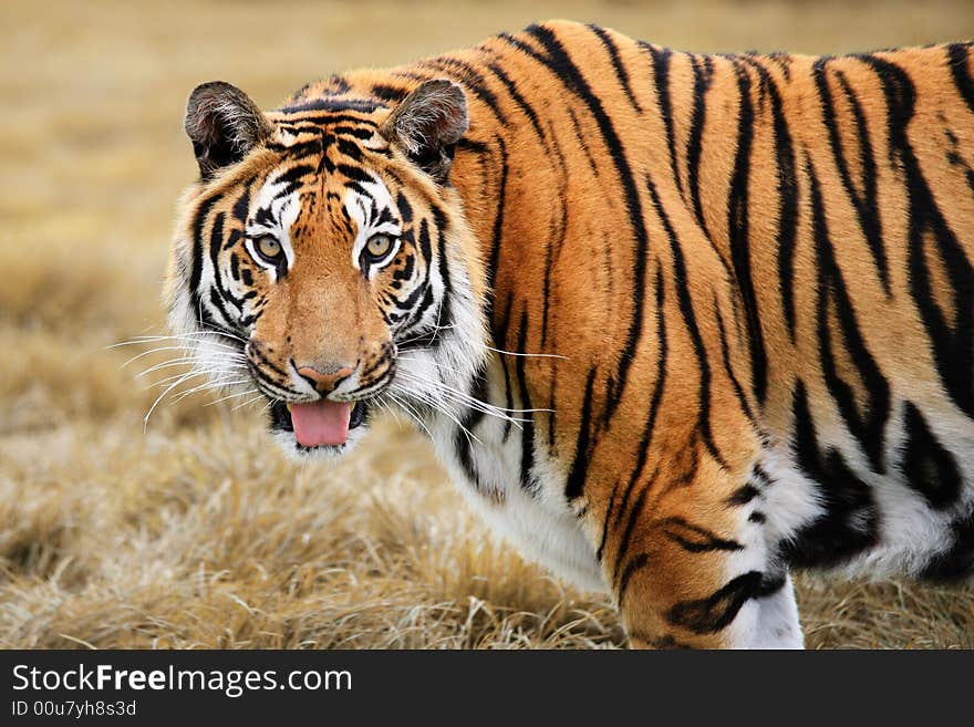 Close cropped head and shoulders photograph of large Siberian Tiger panting. Close cropped head and shoulders photograph of large Siberian Tiger panting