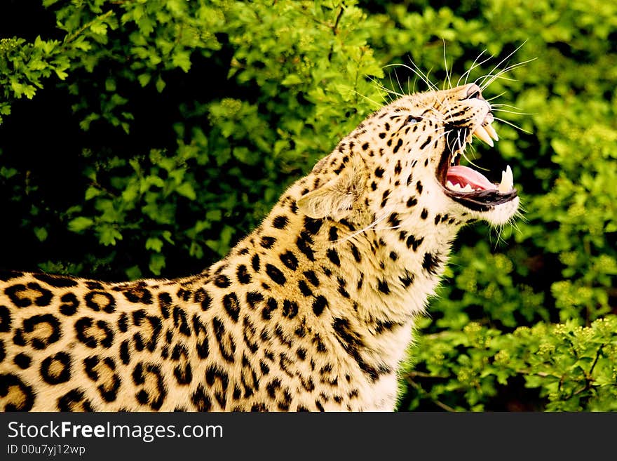 Amur leopard roaring, also known as the Far Eastern leopard, Korean leopard, and Manchurian leopard.