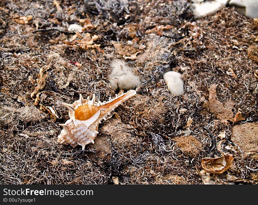 Seashell from the Mediterranean and Black Sea lays on seaweed. Seashell from the Mediterranean and Black Sea lays on seaweed