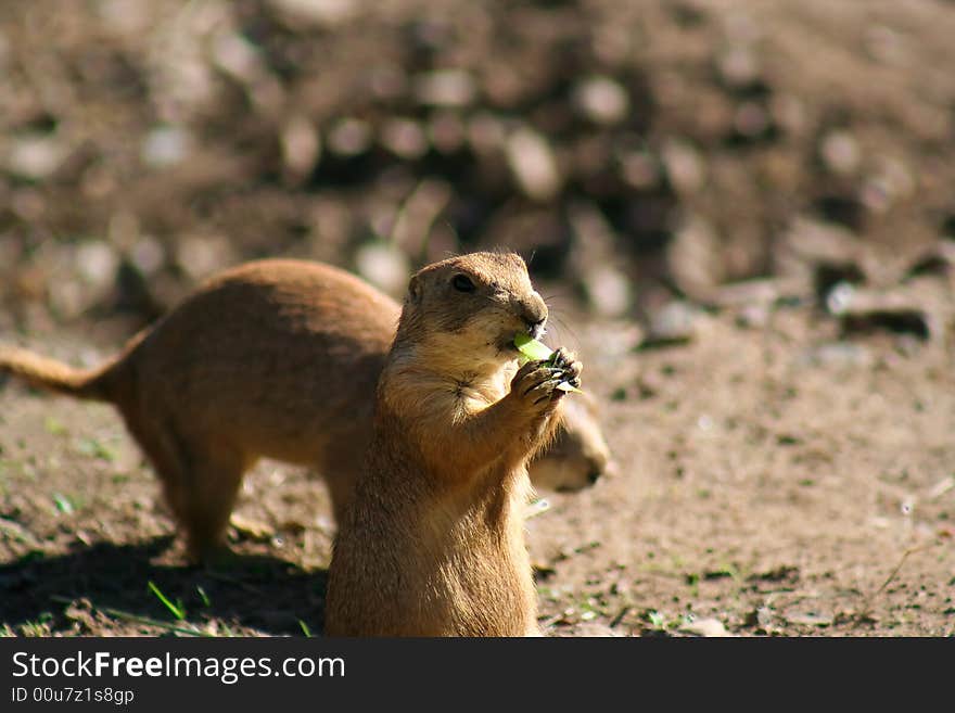 This rodent is relaxing in the sun with his breakfast in his mouth. This rodent is relaxing in the sun with his breakfast in his mouth