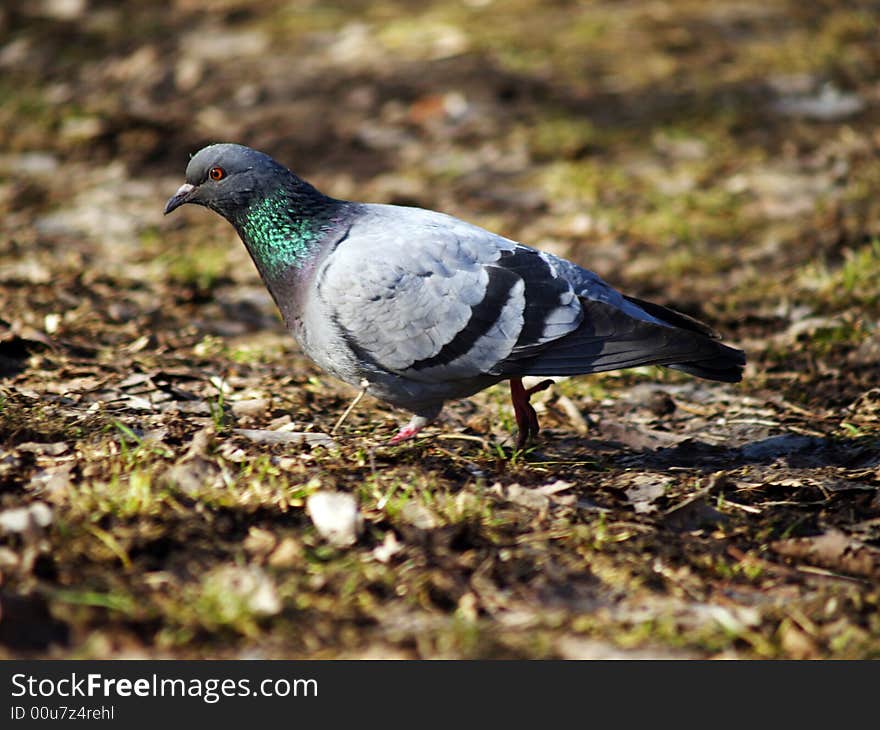 Pigeon Walking in the Park. Pigeon Walking in the Park