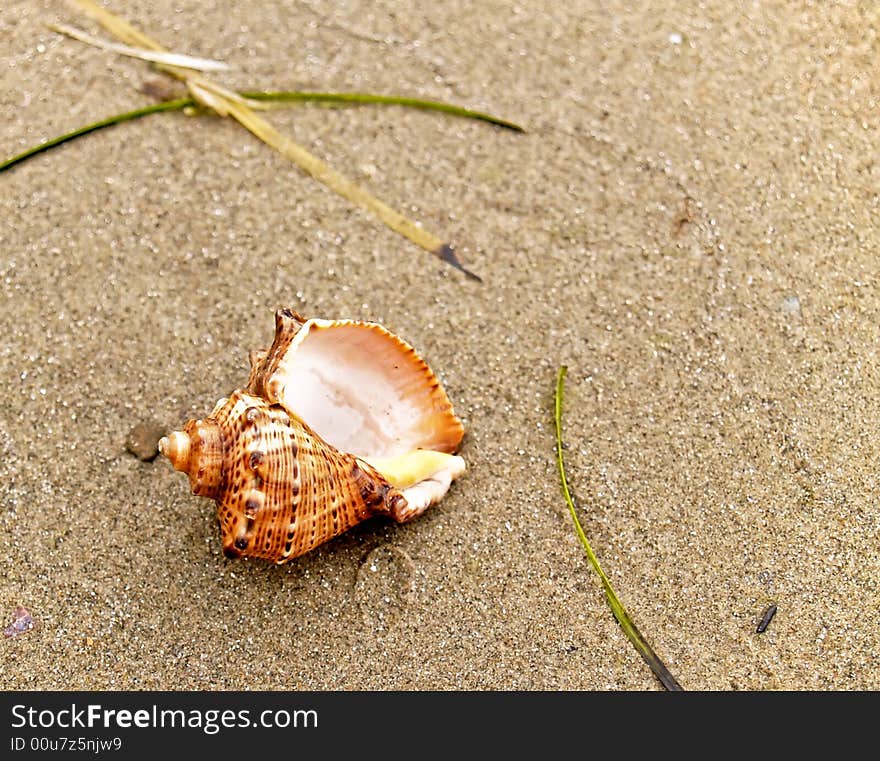 Seashell from the Mediterranean and Black Sea lays on coast sand. Seashell from the Mediterranean and Black Sea lays on coast sand