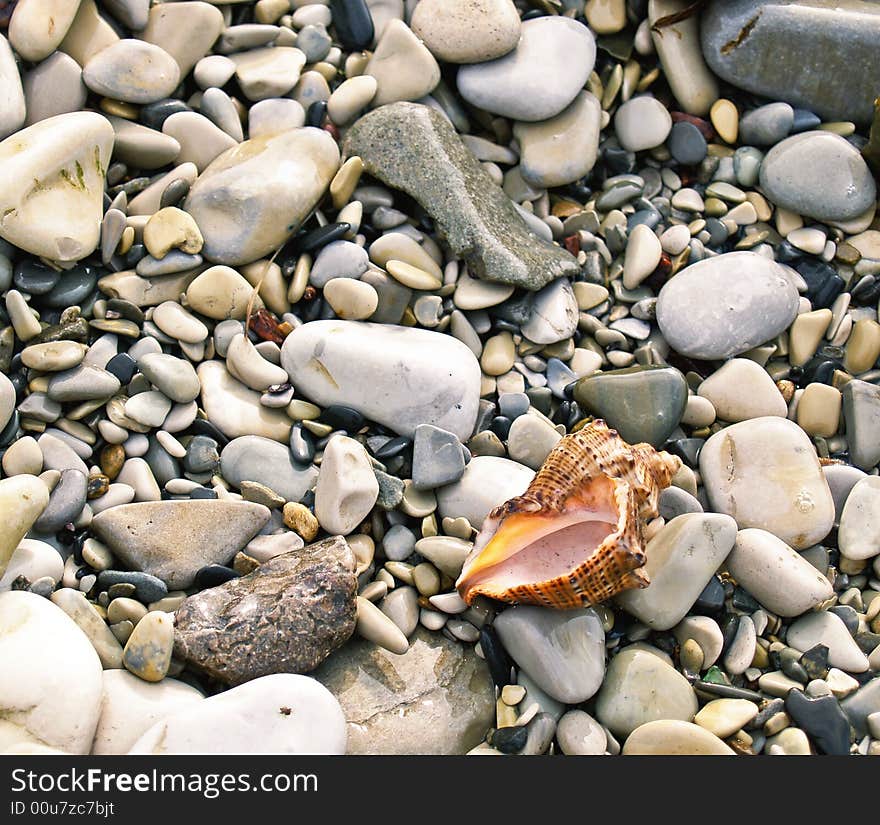 Seashell from the Mediterranean and Black Sea lays on sea pebble. Seashell from the Mediterranean and Black Sea lays on sea pebble