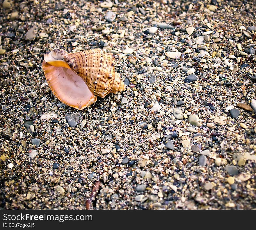 Seashell from the Mediterranean and Black Sea lays on sea pebble. Seashell from the Mediterranean and Black Sea lays on sea pebble