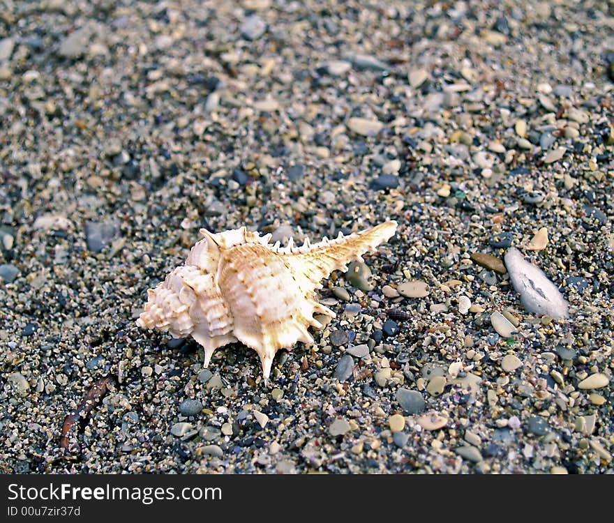 Seashell from the Mediterranean and Black Sea lays on sea pebble. Seashell from the Mediterranean and Black Sea lays on sea pebble