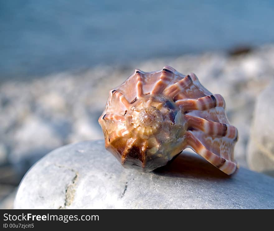 Beautifull seashell from the Mediterranean on a stone. Beautifull seashell from the Mediterranean on a stone