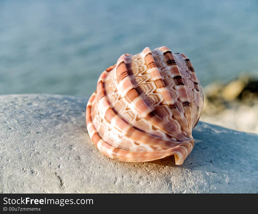 Beautifull seashell from the Mediterranean on a stone. Beautifull seashell from the Mediterranean on a stone