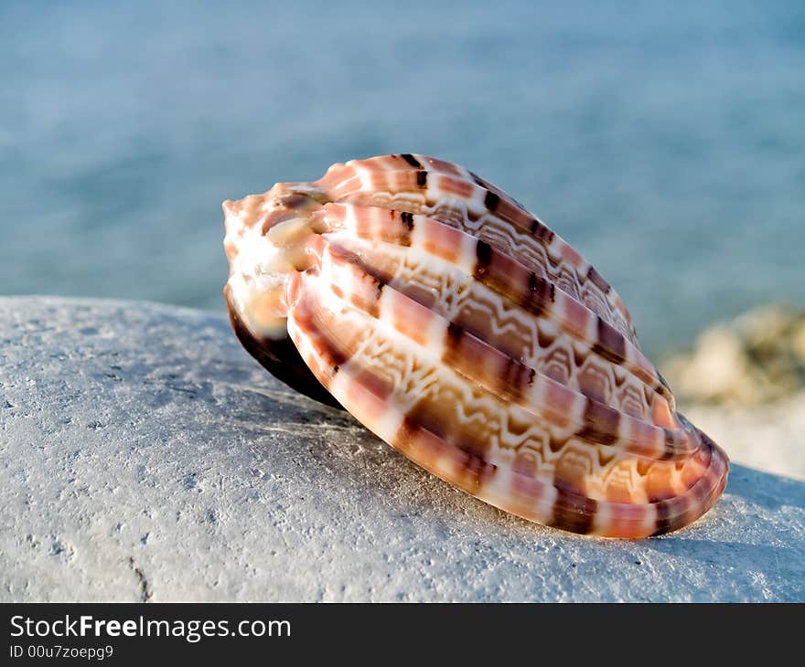 Beautifull seashell from the Mediterranean on a stone. Beautifull seashell from the Mediterranean on a stone