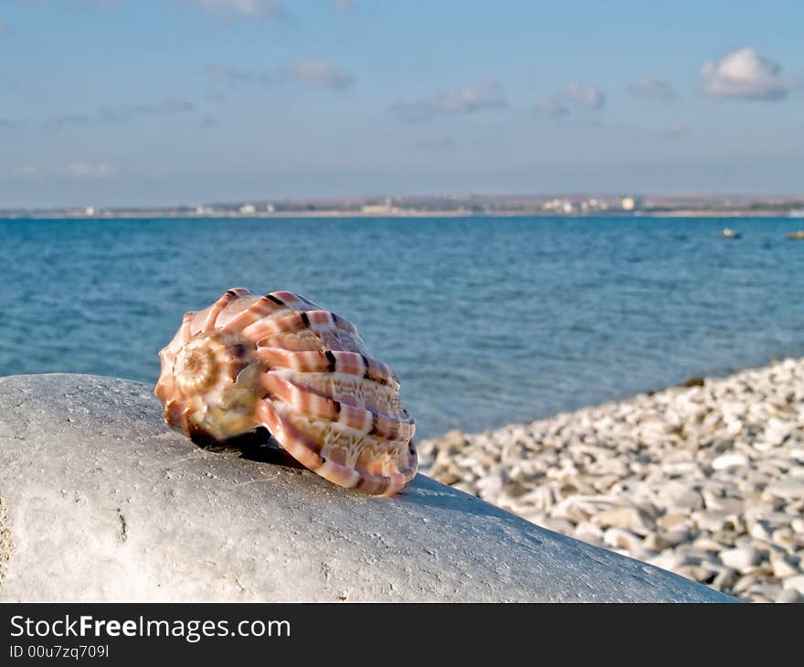 Beautifull seashell from the Mediterranean on a stone. Beautifull seashell from the Mediterranean on a stone