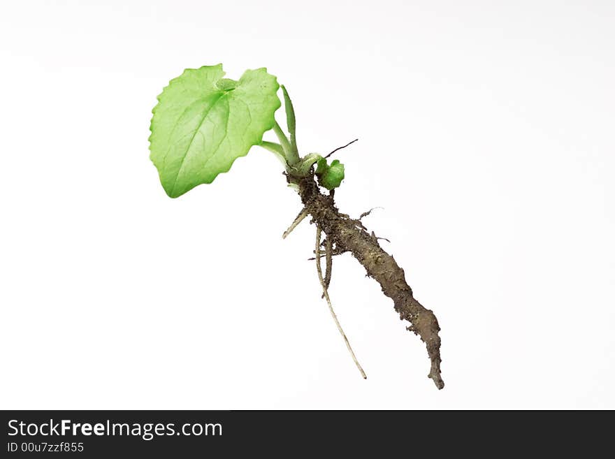 spring plant isolated on white background