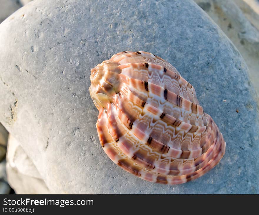 Beautifull seashell from the Mediterranean on a stone. Beautifull seashell from the Mediterranean on a stone