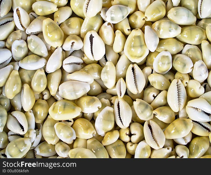 Seashells from the Mediterranean which can be used as a background. Seashells from the Mediterranean which can be used as a background