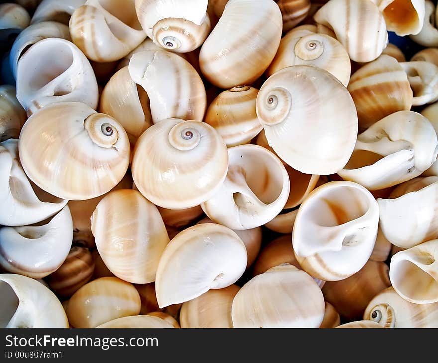 Seashells from the Mediterranean which can be used as a background. Seashells from the Mediterranean which can be used as a background