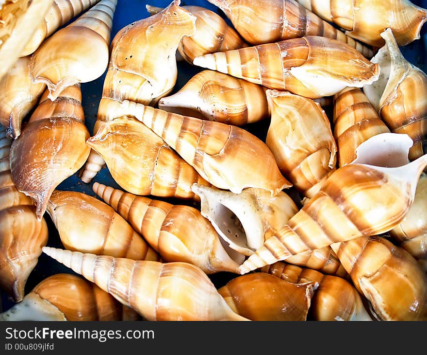 Seashells from the Mediterranean which can be used as a background. Seashells from the Mediterranean which can be used as a background