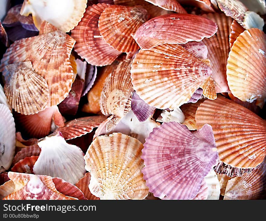 Seashells from the Mediterranean which can be used as a background. Seashells from the Mediterranean which can be used as a background