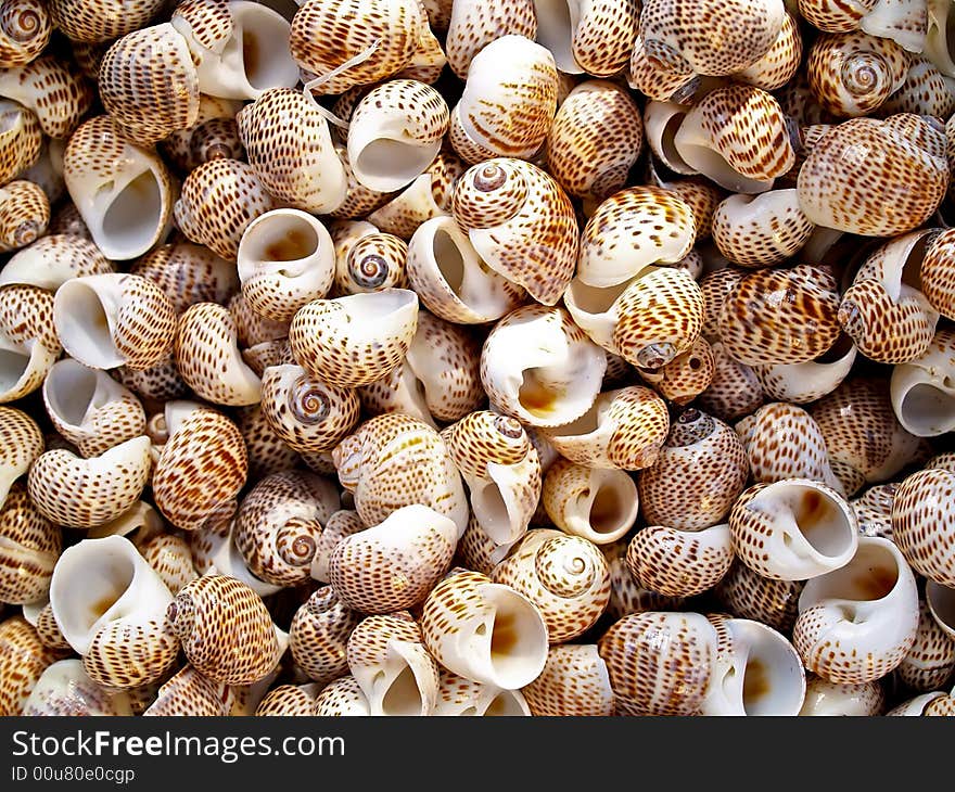 Seashells from the Mediterranean which can be used as a background. Seashells from the Mediterranean which can be used as a background