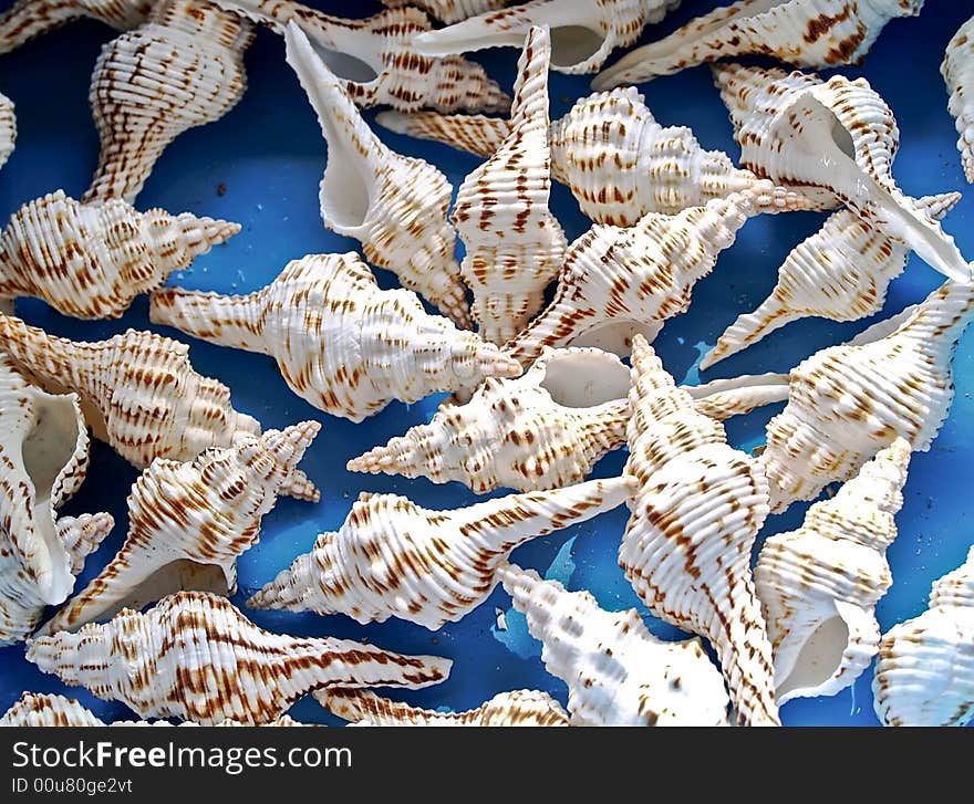 Seashells from the Mediterranean which can be used as a background. Seashells from the Mediterranean which can be used as a background