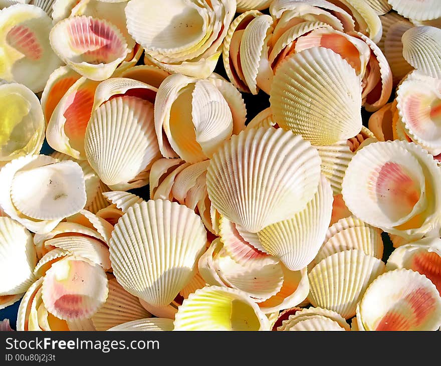 Seashells from the Mediterranean which can be used as a background. Seashells from the Mediterranean which can be used as a background