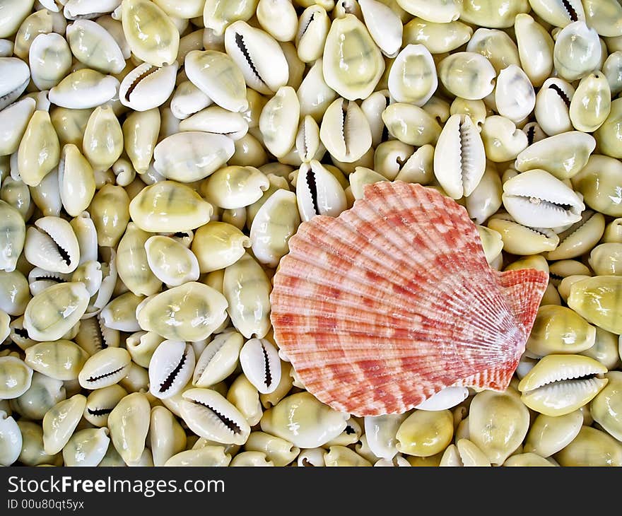 Seashells from the Mediterranean which can be used as a background. Seashells from the Mediterranean which can be used as a background