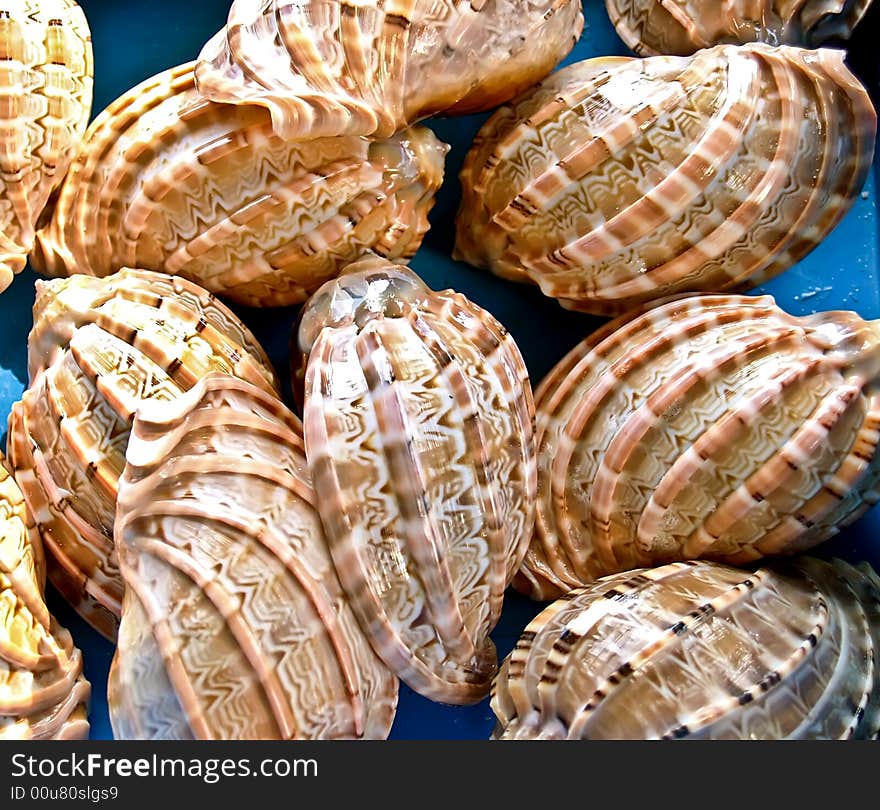 Seashells from the Mediterranean which can be used as a background. Seashells from the Mediterranean which can be used as a background