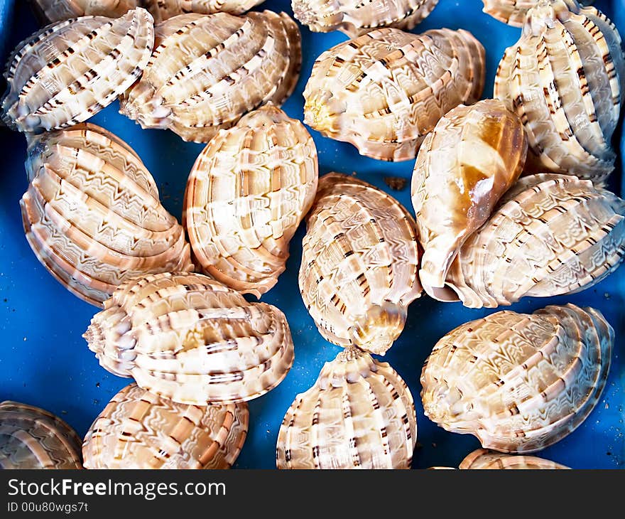 Seashells from the Mediterranean which can be used as a background. Seashells from the Mediterranean which can be used as a background