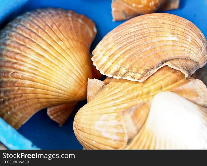 Seashells from the Mediterranean which can be used as a background. Seashells from the Mediterranean which can be used as a background