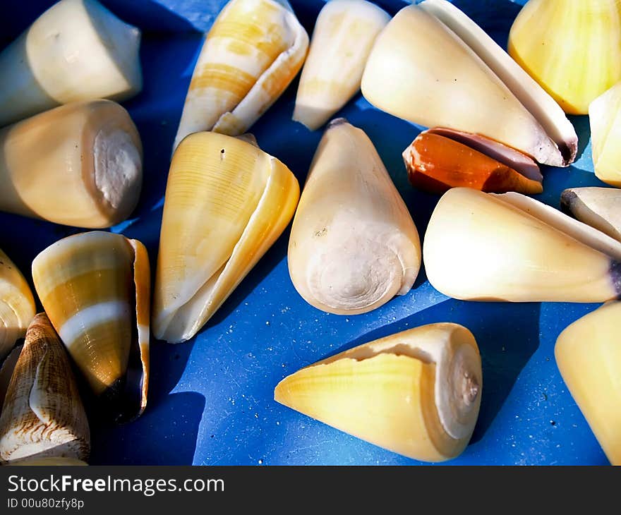 Seashells from the Mediterranean which can be used as a background. Seashells from the Mediterranean which can be used as a background