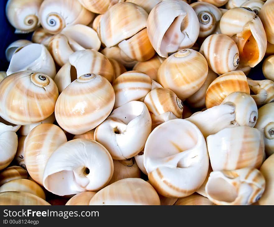 Seashells from the Mediterranean which can be used as a background. Seashells from the Mediterranean which can be used as a background