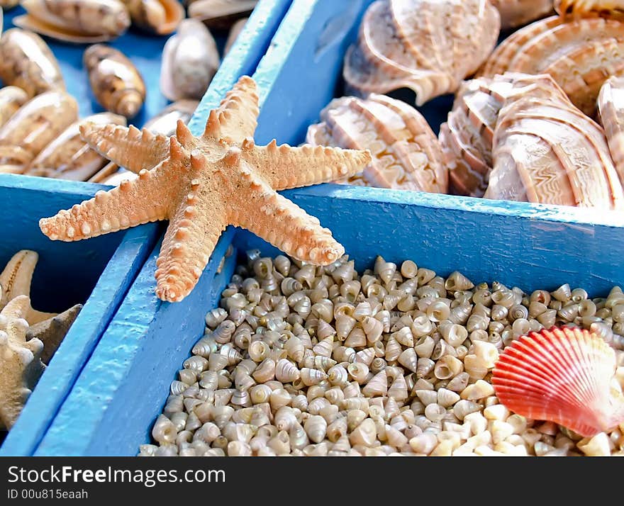 Starfish and seashells